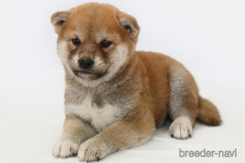 成約済の神奈川県の柴犬-342782の2枚目